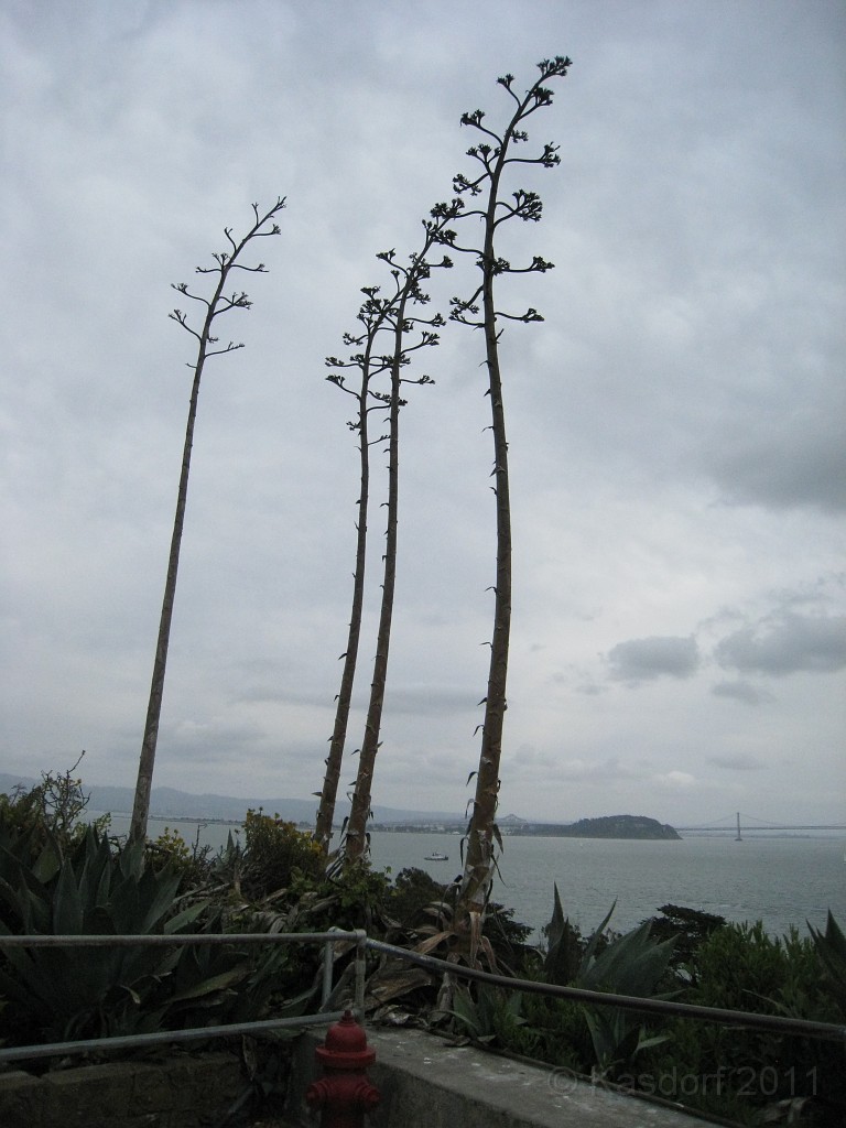 2011 Bay 2 Breakers Saturday 0695.JPG - I was able to participate in the 2011, 100th anniversary of the San Francisco Bay to Breakers 12K race. A great weekend for sight seeing and racing.